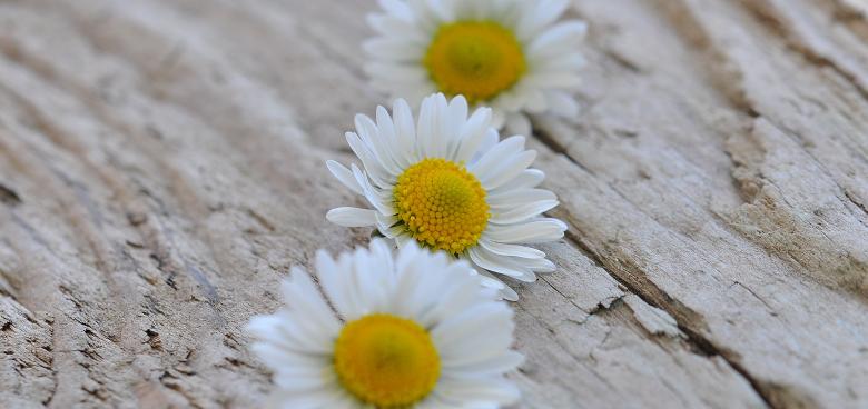 Free stock image of White Flowers created by Pixabay