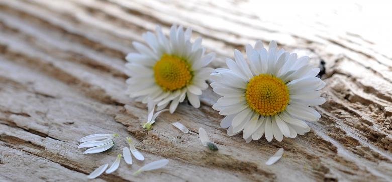 Free stock image of Daisy created by Pixabay