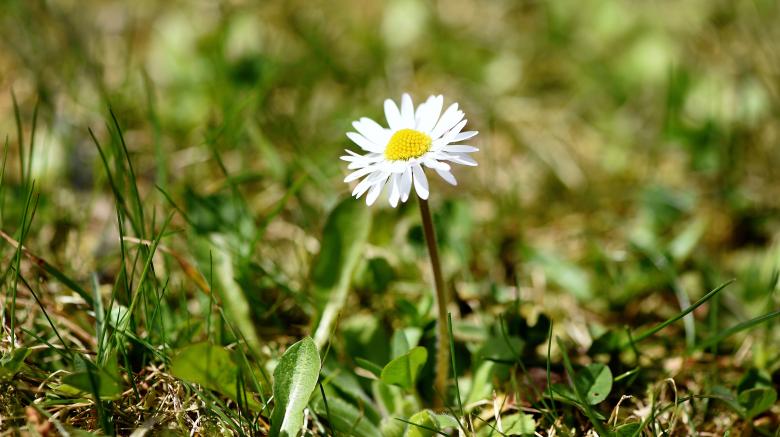 Free stock image of Garden created by Pixabay