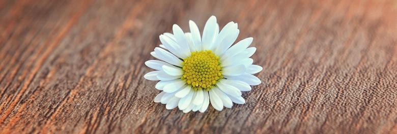 Free stock image of Fragrance created by Pixabay