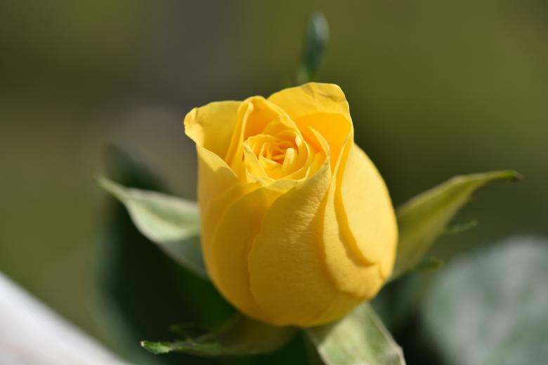 Free stock image of Tulip created by Pixabay