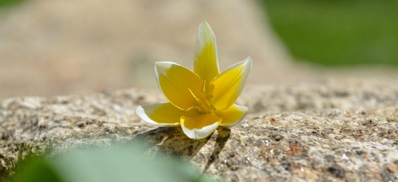 Free stock image of Flower created by Pixabay