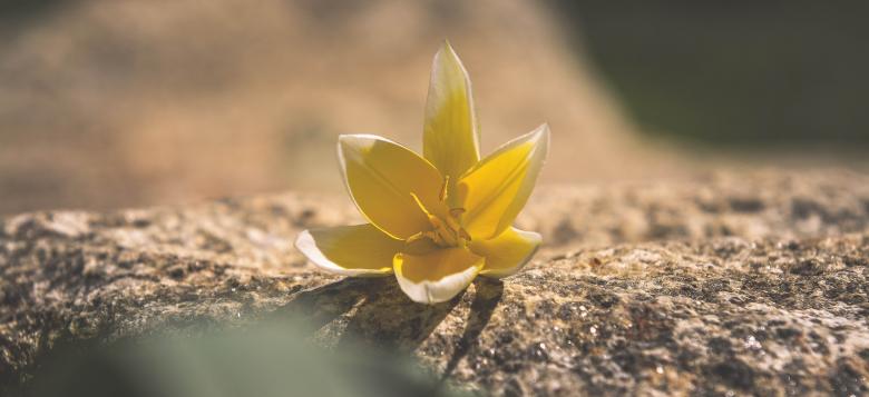 Free stock image of Beautiful Flower created by Pixabay
