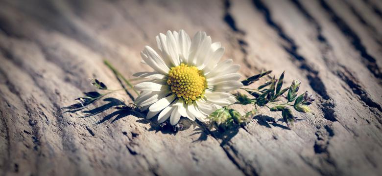 Free stock image of White Flower created by Pixabay