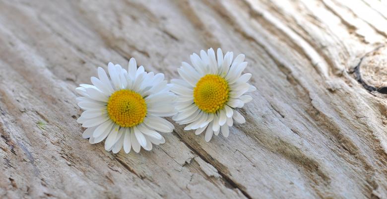 Free stock image of White Flowers created by Pixabay