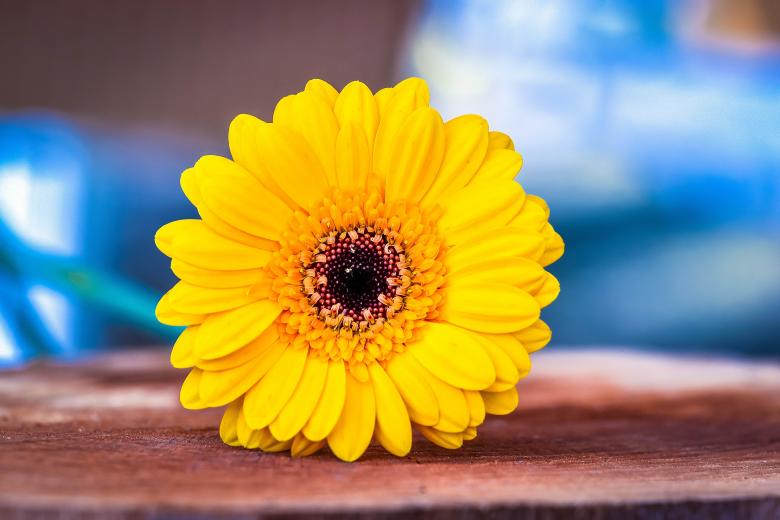 Free stock image of Fresh created by Pixabay