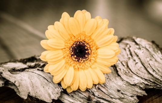 Free Stock Photo of Gerbera