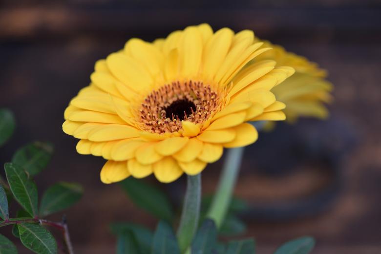 Free stock image of Gerbera created by Pixabay
