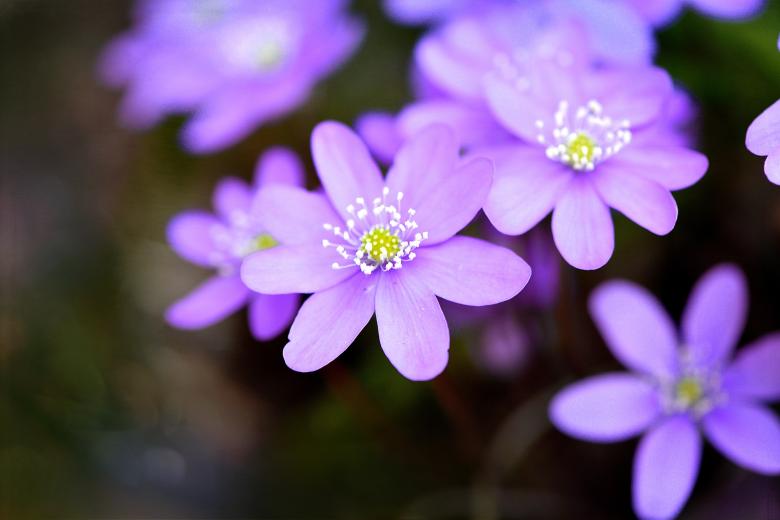 Free stock image of Hepatica created by Pixabay