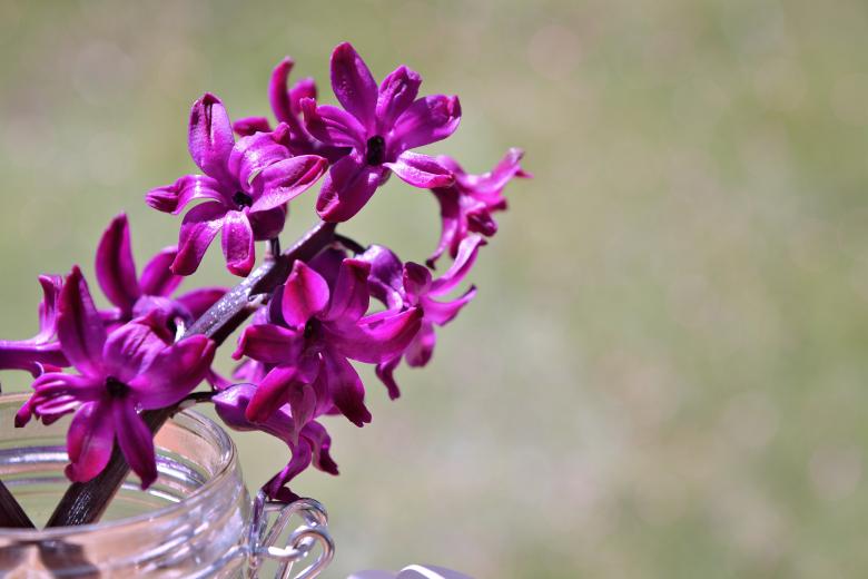 Free stock image of Fresh Hyacinth created by Pixabay