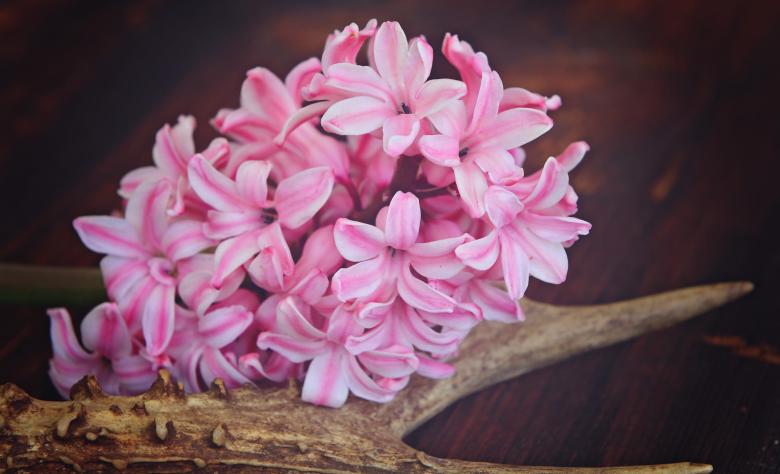 Free stock image of Pink Hyacinth created by Pixabay