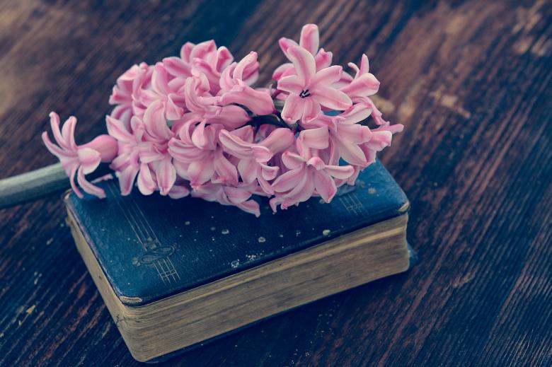 Free stock image of Flower n Book created by Pixabay