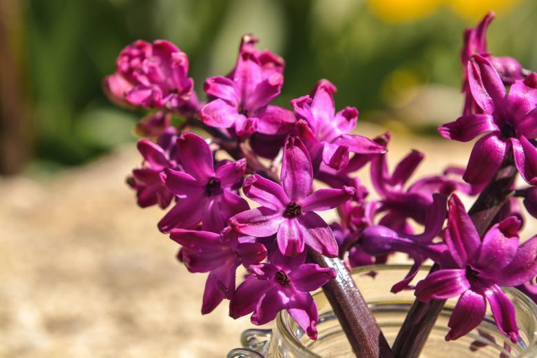 Free stock image of Hyacinth created by Pixabay