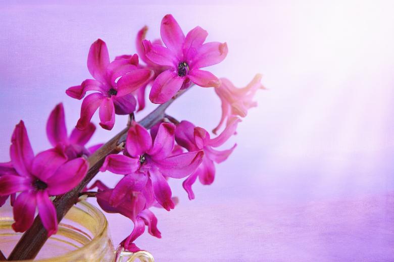 Free stock image of Beautiful Flowers created by Pixabay