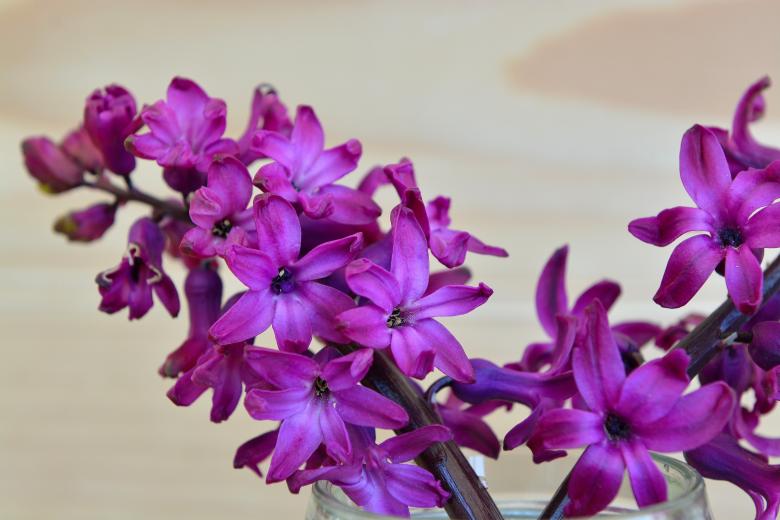 Free stock image of Purple Flowers created by Pixabay