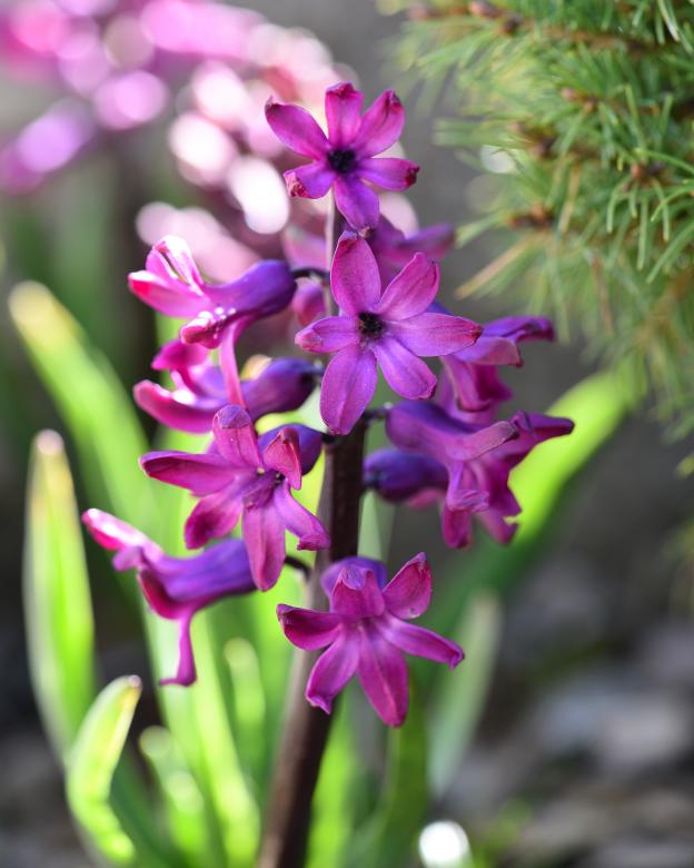 Free stock image of Hyacinth created by Pixabay