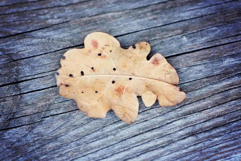 Free stock image of Dry Leaf created by Pixabay