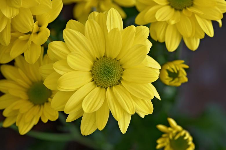 Free stock image of Marguerite created by Pixabay