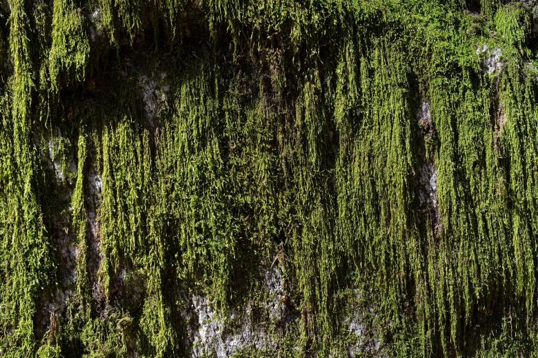 Free stock image of Moss created by Pixabay