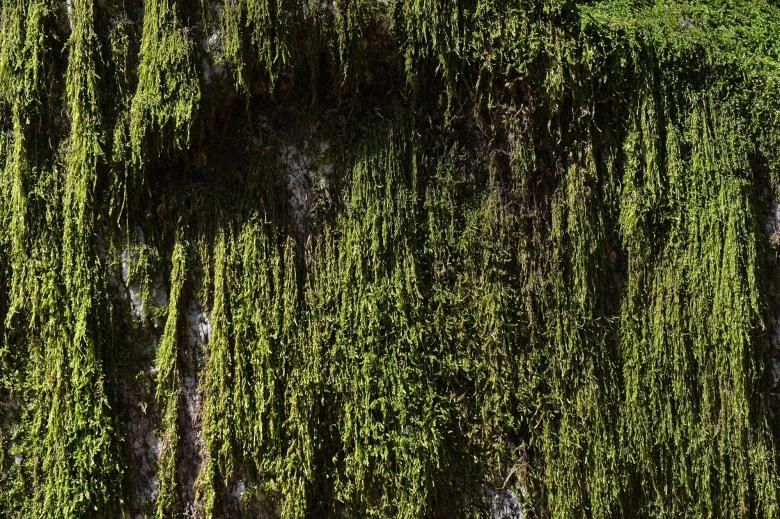 Free stock image of Moss created by Pixabay