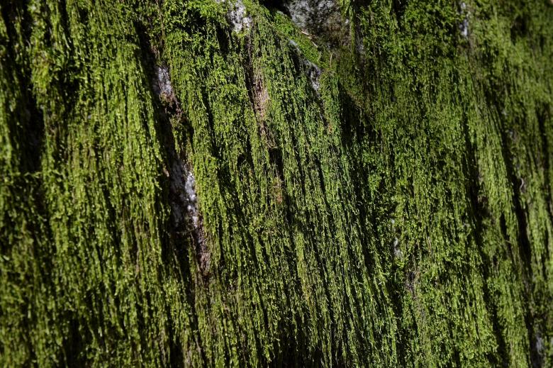 Free stock image of Moss created by Pixabay