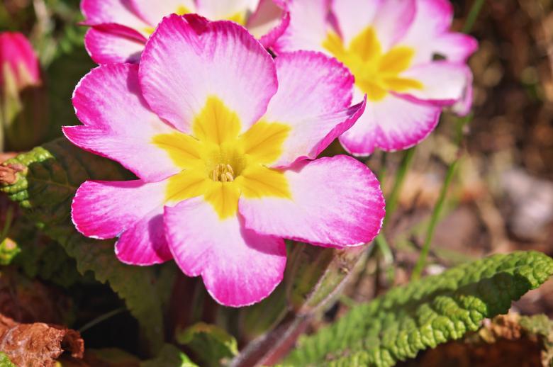 Free stock image of Pink Flowers created by Pixabay