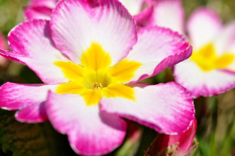 Free stock image of Garden created by Pixabay