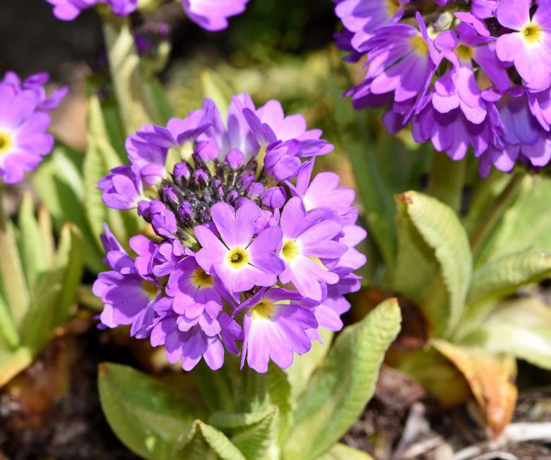 Free stock image of Primrose created by Pixabay