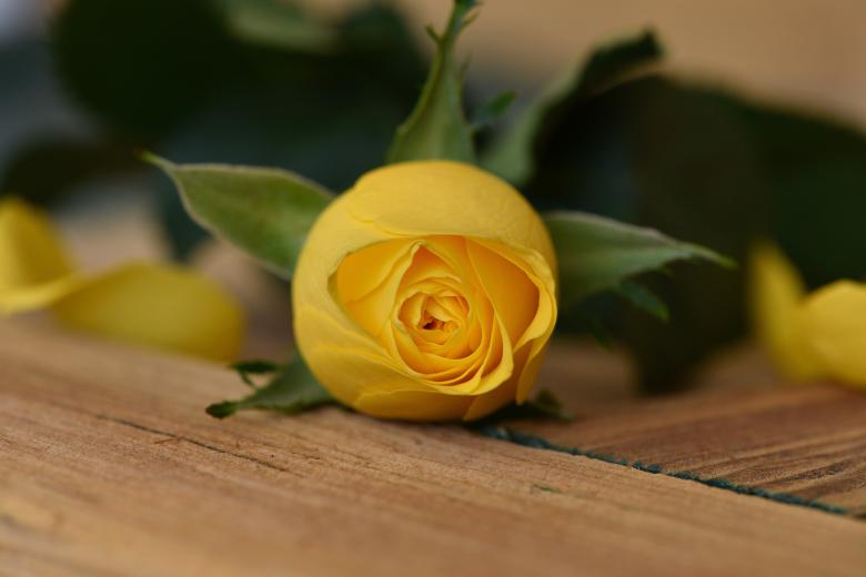Free stock image of Fresh created by Pixabay