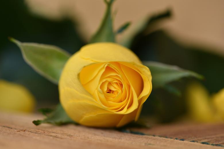Free stock image of Yellow Rose created by Pixabay