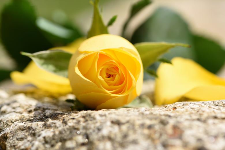 Free stock image of Rose created by Pixabay