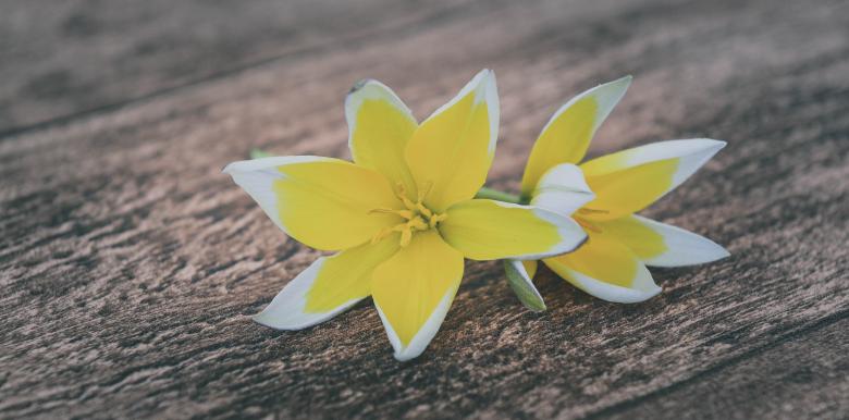 Free stock image of Flower created by Pixabay