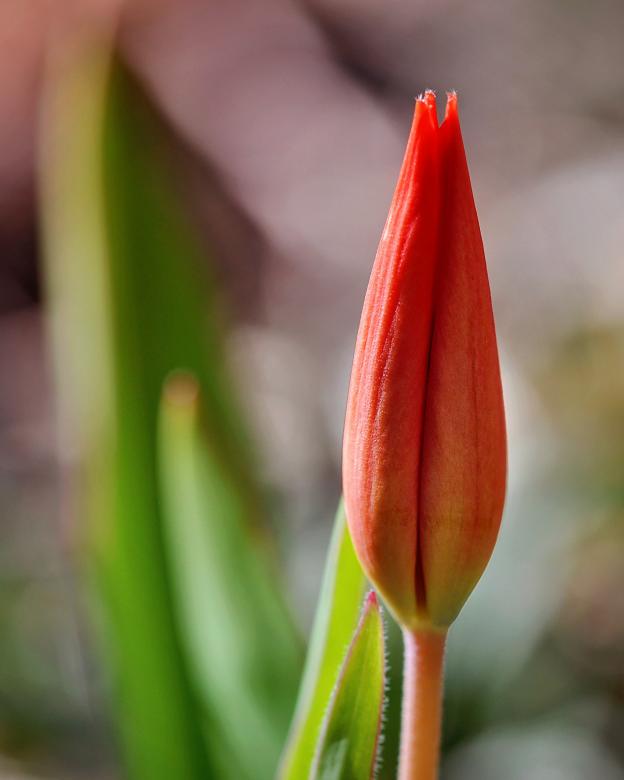 Free stock image of Nature created by Pixabay