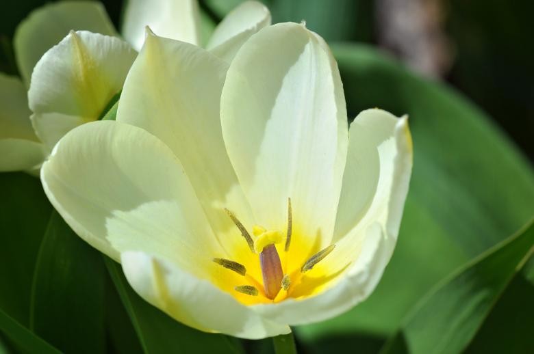 Free stock image of White Tulip created by Pixabay