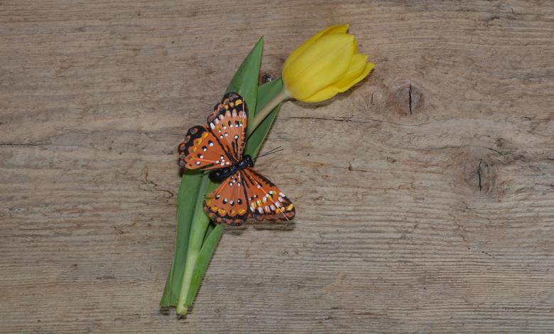 Free stock image of Butterfly on Tulip created by Pixabay