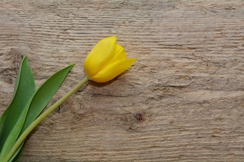 Free stock image of Tulip created by Pixabay