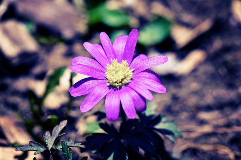 Free stock image of Flower created by Pixabay