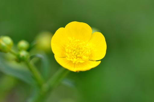 Free Stock Photo of Flower