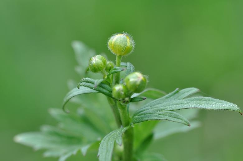 Free stock image of Buttercup created by Pixabay