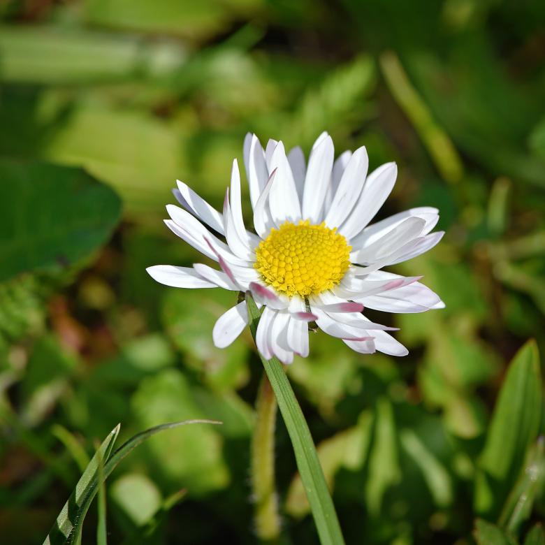 Free stock image of Garden created by Pixabay