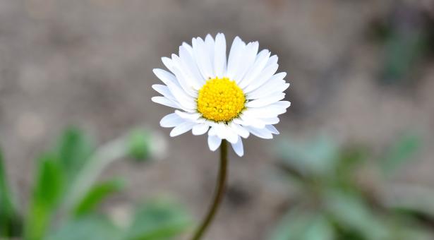 Free Stock Photo of Nature
