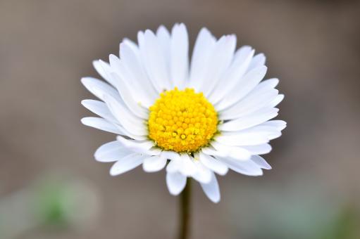 Free Stock Photo of Flower