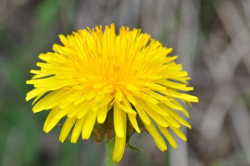 Free Stock Photo of Yellow Flower