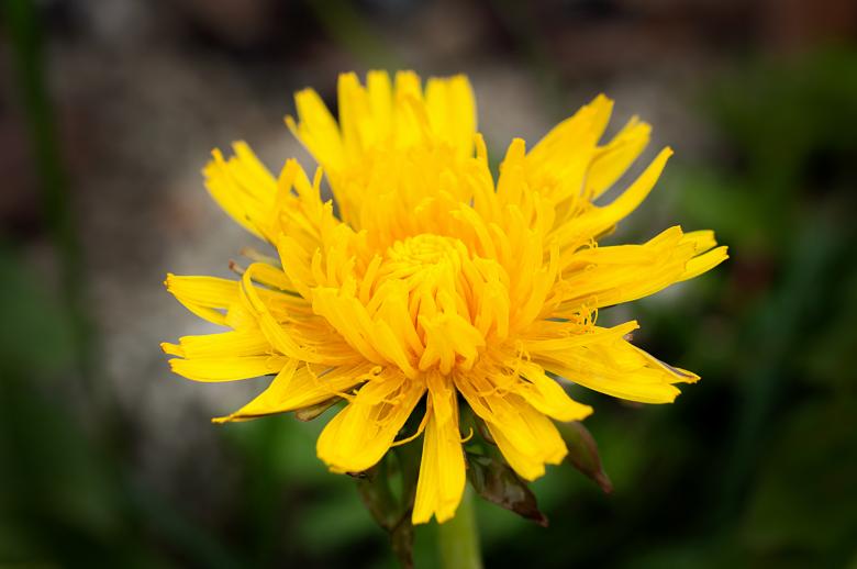 Free stock image of Flower created by Pixabay