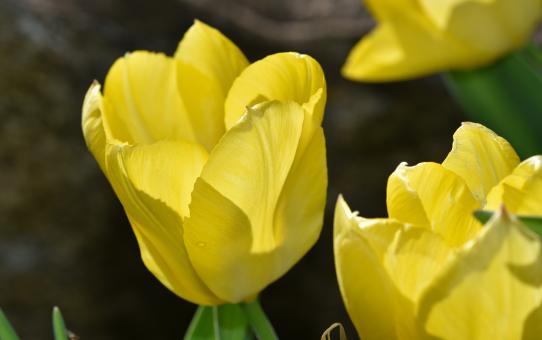 Free Stock Photo of Tulip