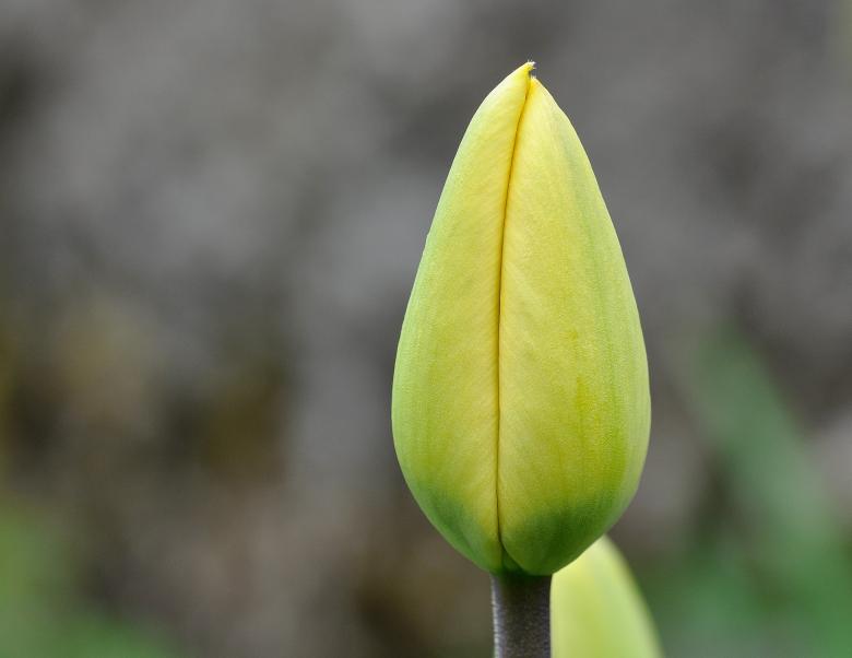 Free stock image of Tulip created by Pixabay