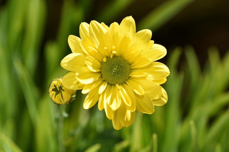 Free stock image of Garden created by Pixabay