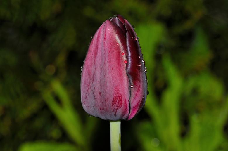Free stock image of Tulip created by Pixabay