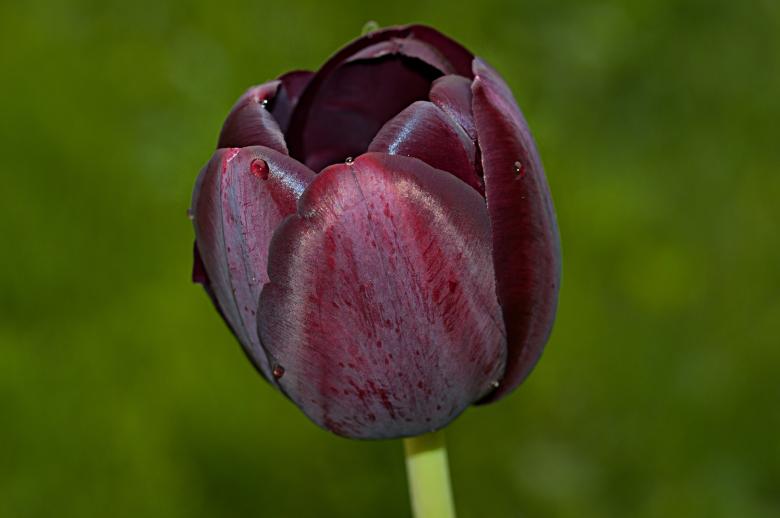 Free stock image of Purple Flower created by Pixabay