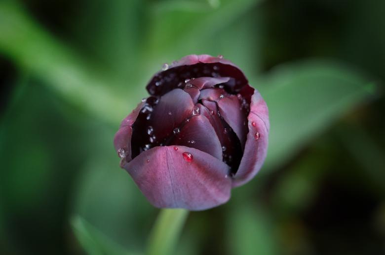 Free stock image of Purple Tulip created by Pixabay